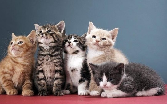 Китайската полиция спаси 1000 котки от кланица, продавани като свински и агнешки шишчета