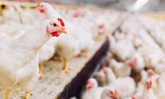 Заради птичи грип: Унищожават хуманно 395 000 кокошки в птицеферма в Дебелец. Яйцата, които са реализирани на пазара ще трябва също да се унищожат