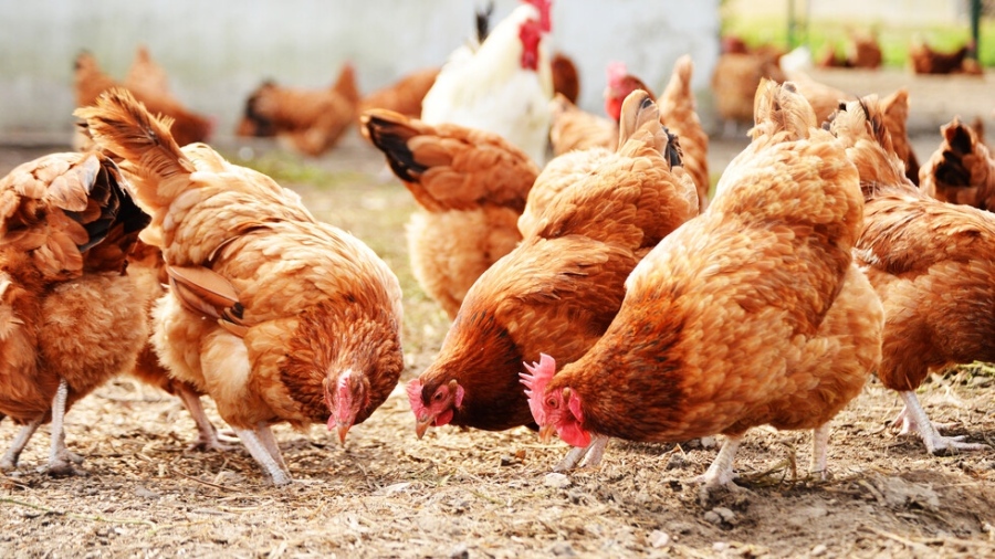 Откриха огнище на птичи грип в Пазарджишко, засегнати са над 170 хиляди кокошки