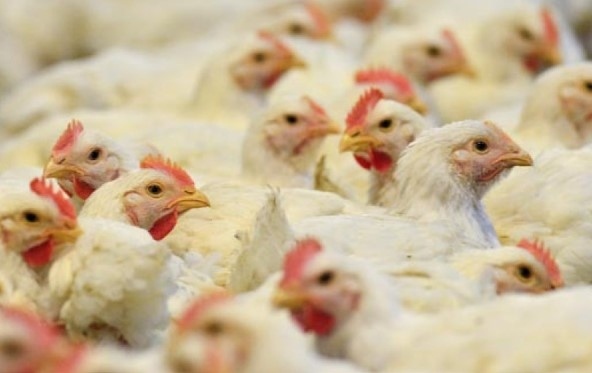 Огнище на птичи грип и в Хасковско