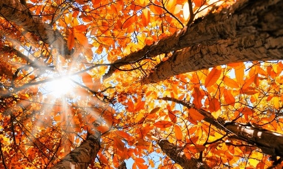 Днес слънчево с максимални температури между 19° и 24°