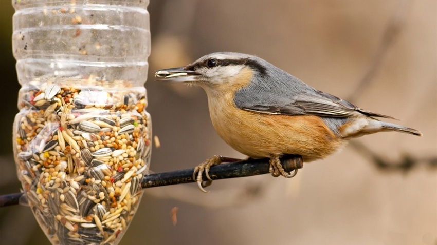 Зрънце любов призовава хората да оставят храна на птиците през зимата