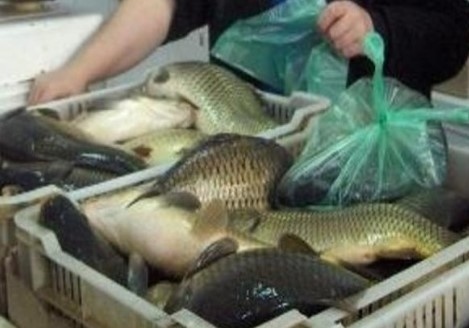 И на Никулден продължават проверките за качеството на рибата