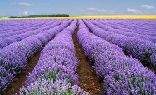 Производители и преработватели искат създаване на закон за етерично-маслените култури