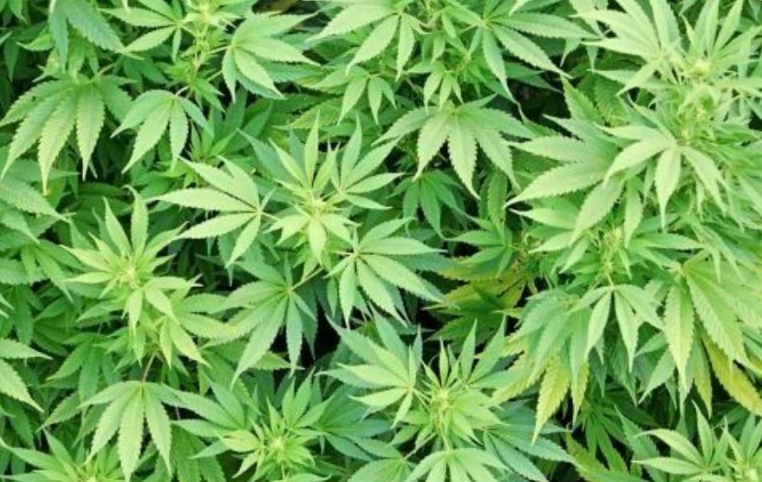 Украйна разреши медицинската марихуана
