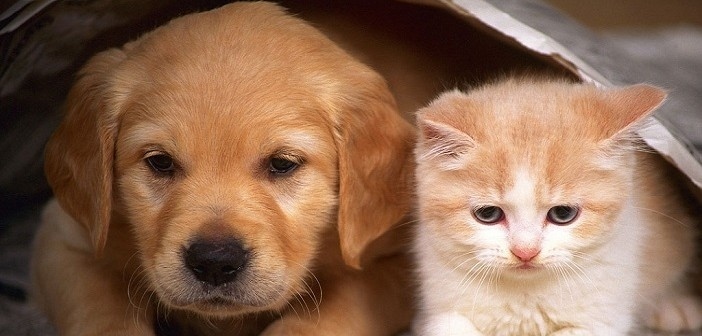 Как да помогнем на домашния любимец по време на новогодишната заря?