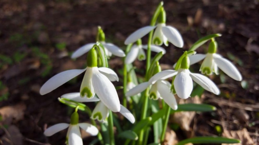 Кокичета цъфнаха в Смолян в първия ден от 2024 г.