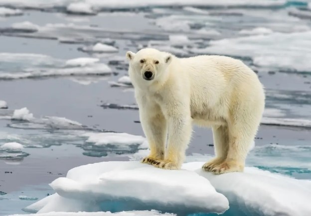 Птичи грип уби полярна мечка в Аляска