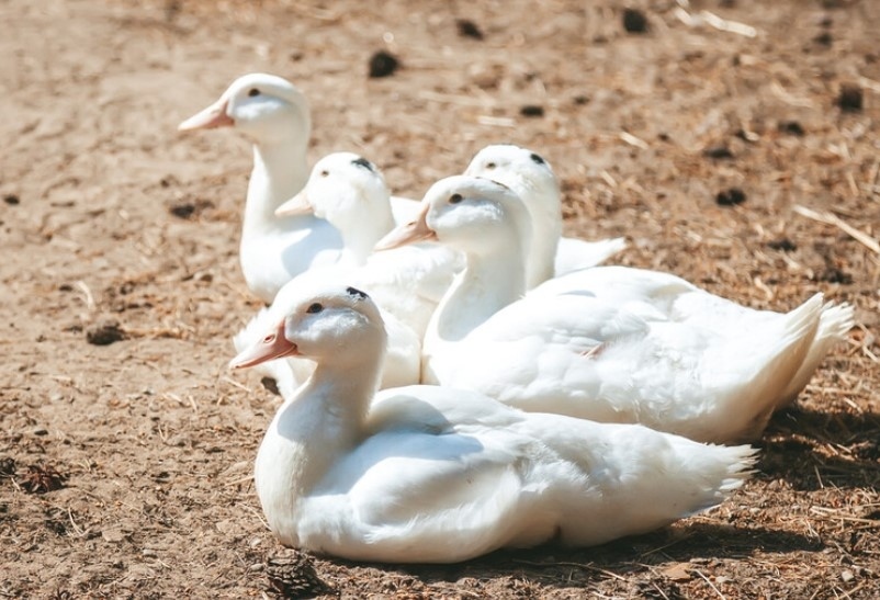 БАБХ обяви огнище на птичи грип в Пловдивско