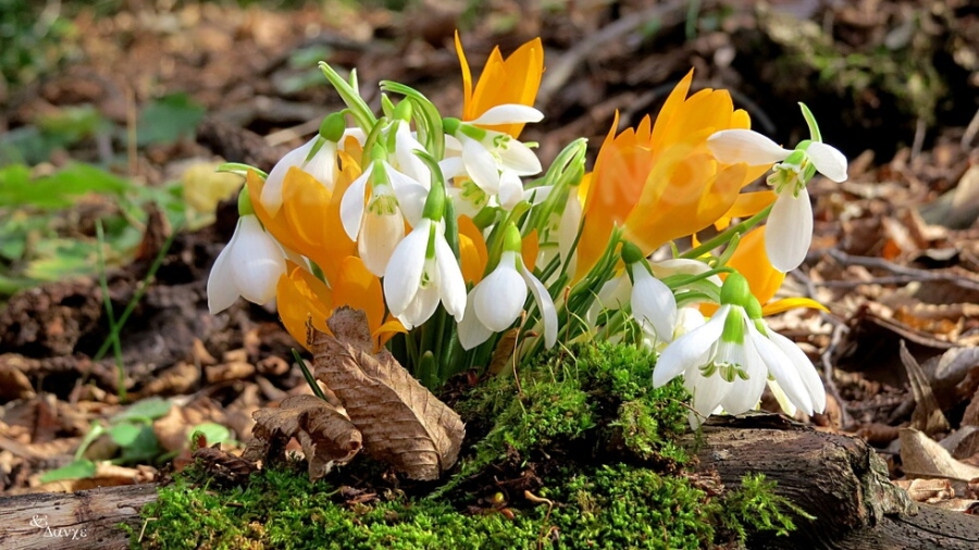 Какво време ни очаква до края на февруари?