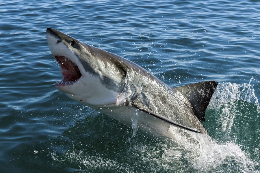 Как по плажовете на Южна Африка се борят с нашествията на опасни акули