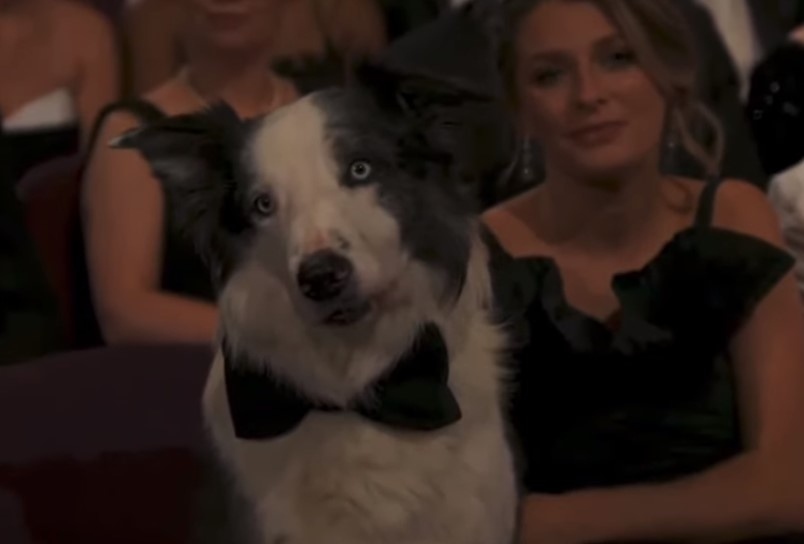 Пляскащо куче се превърна в звезда на Оскарите (ВИДЕО И СНИМКИ)