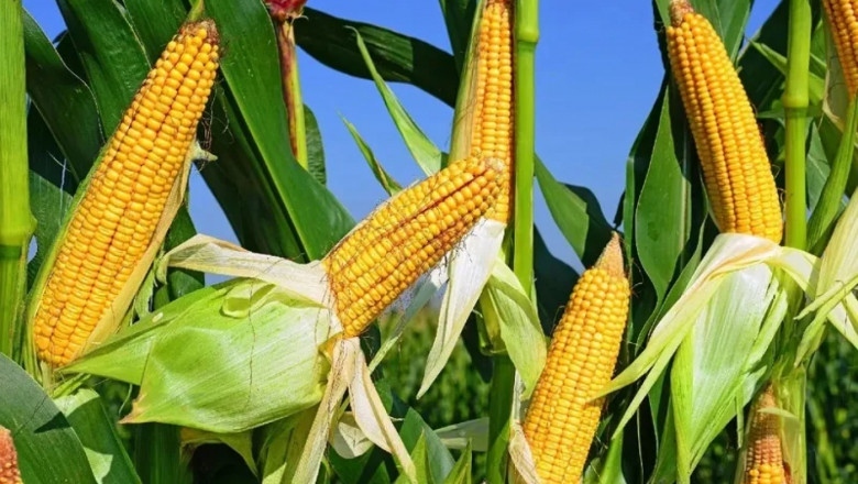 Цените на царевицата тръгнаха нагоре на световните борси