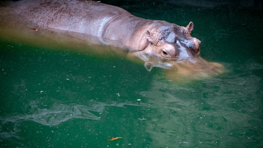 12 години смятали женски хипопотам в зоопарка в Осака за мъжки