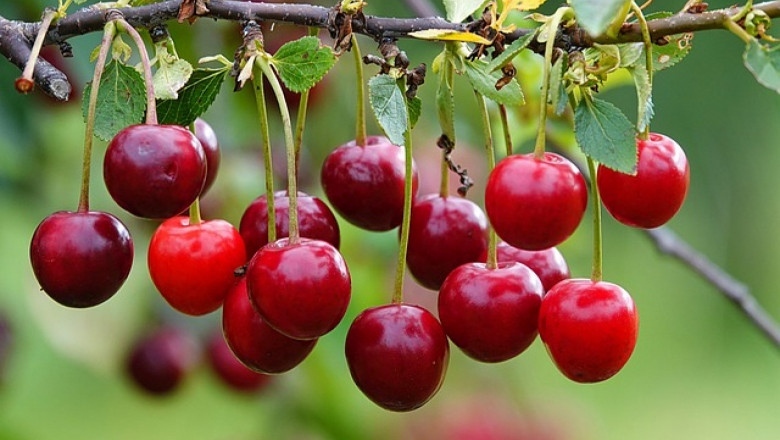 Черешите стават все по-скъпи