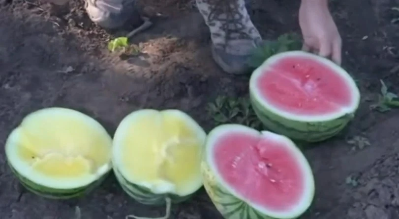 Родни производители отглеждат нови сортове дини без семки