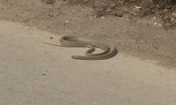 Страхът е повече от отровата: Сигнали за змии в градовете, опасни са само два вида