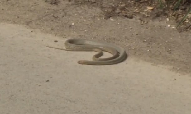 Нашествие от змии в Кюстендилско Със затопляне на времето не
