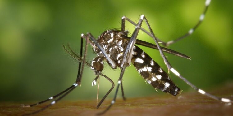 Тигрови комари атакуват Европа и България Може ли да се