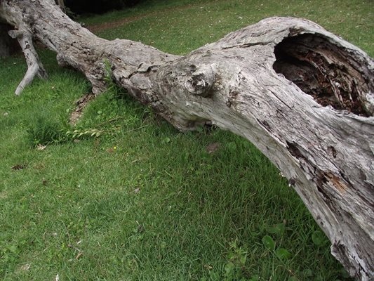Дърво падна на изхода от курортен комплекс Боровец по пътя