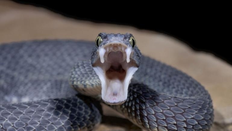 Колко са отровните змии в България, как да се предпазим и как да реагираме при ухапване?