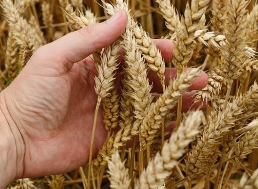 Очаква се добра реколта от пшеница: Хлябът ни се прави от българско, а не от украинско зърно