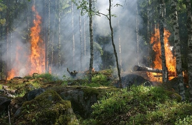 Горски пожар бушува в окръг Одрин край границата с България