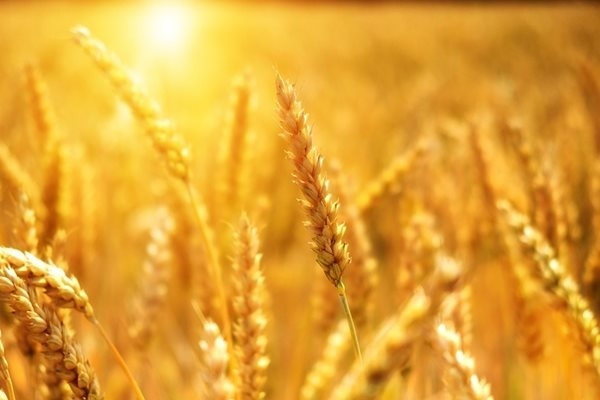 Цените на основните зърнени стоки по световните борси се стабилизират