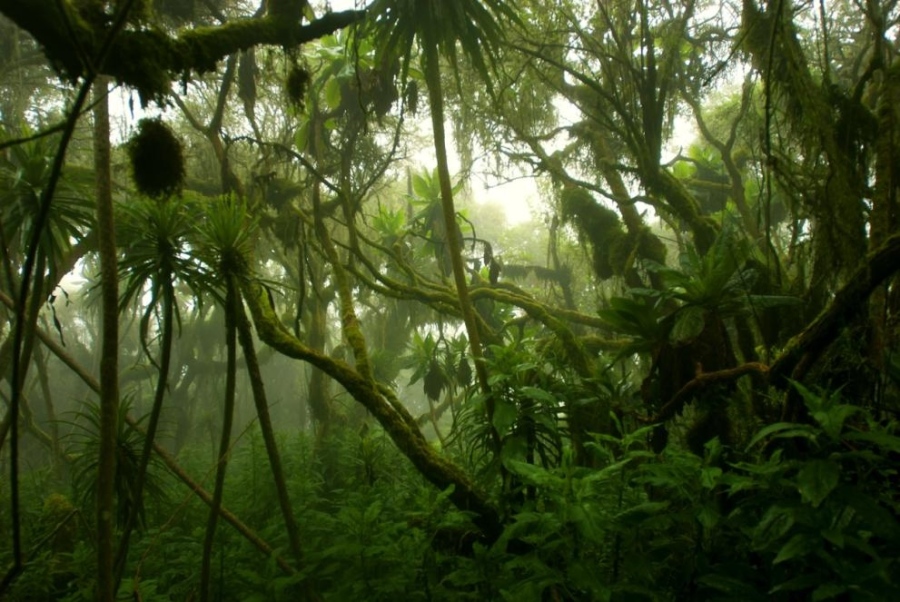 Учени планират да създадат супергора в Австралия с дървета от древния континент Гондвана