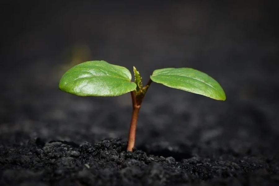 Създадоха умна почва за по-добро развитие на растенията