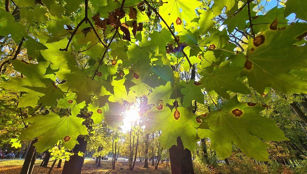 Днес на места ще има сутрешни мъгли а през деня