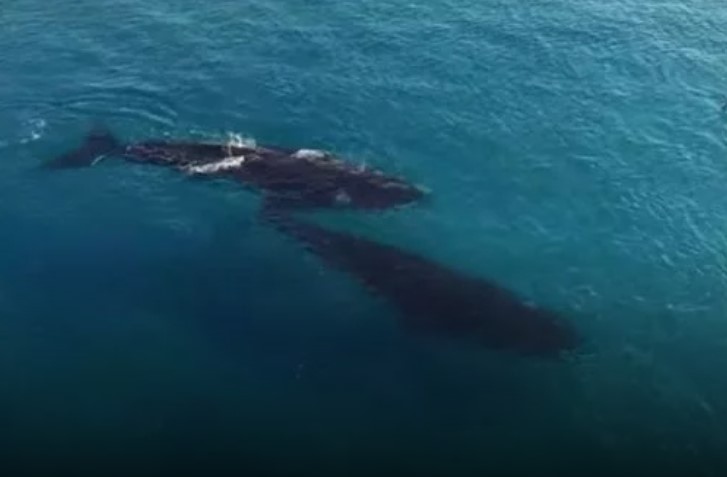 Изследване на китовете в южните морета показа че те живеят