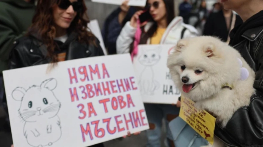 Няма кой да ги защити - нов протест срещу насилието над животни