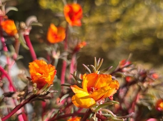 Топло и слънчево през почивните дни – до 25 градуса