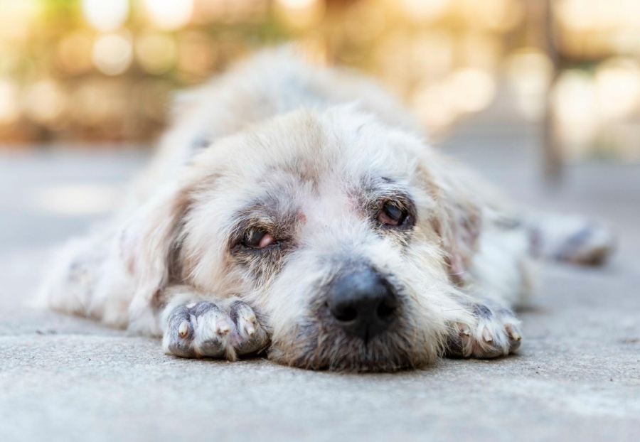 Какви са наказанията в Европа за насилие над животните
