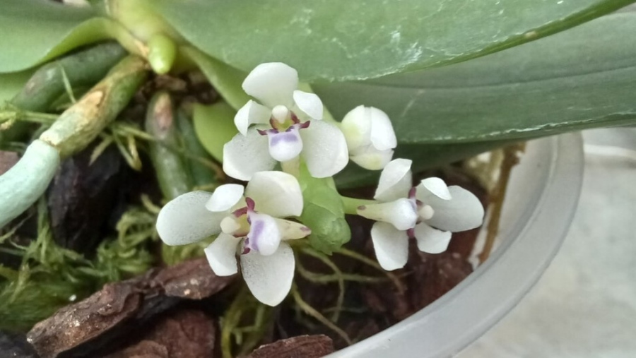 Рядка орхидея цъфна в Ботаническата градина на БАН