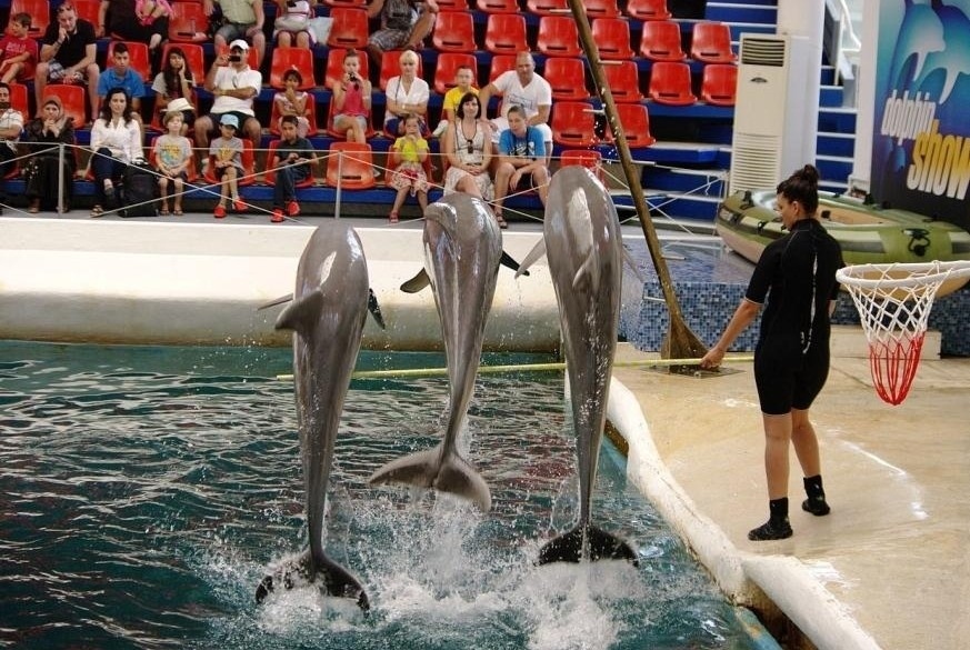 Делфинариум Варна подарява безплатни представления за децата за Коледа