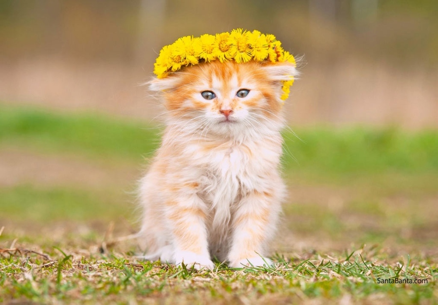 Гръцки остров търси доброволци с опит да се грижат за 3000 бездомни котки