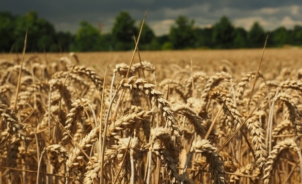 Зърнените стоки поевтиняха на световните борси през изминалата седмица