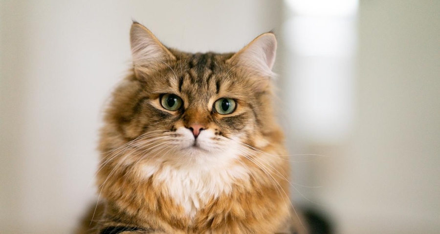 Мъж е с пукнат череп, счупени врат и ребра, след като... се спъна в котката си