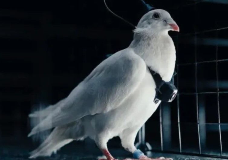 Гълъби с чип в мозъка: Руски стартъп тества живи дронове с военно приложение  