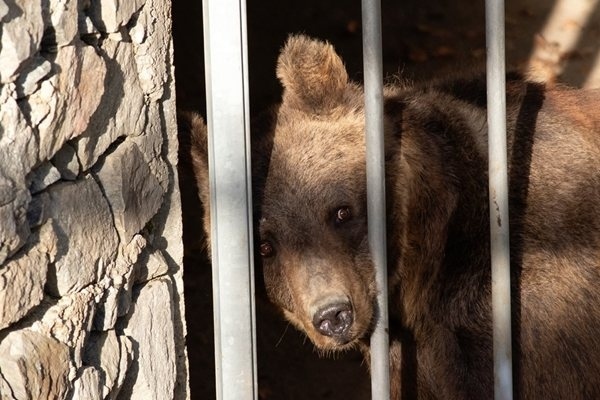 Мечките Гордо и Флоренция от Аржентина пристигнаха в парка Белица