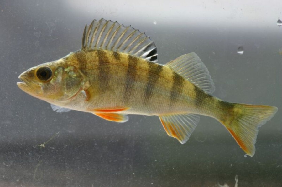 Световните запаси от мигриращи сладководни риби намаляват драстично