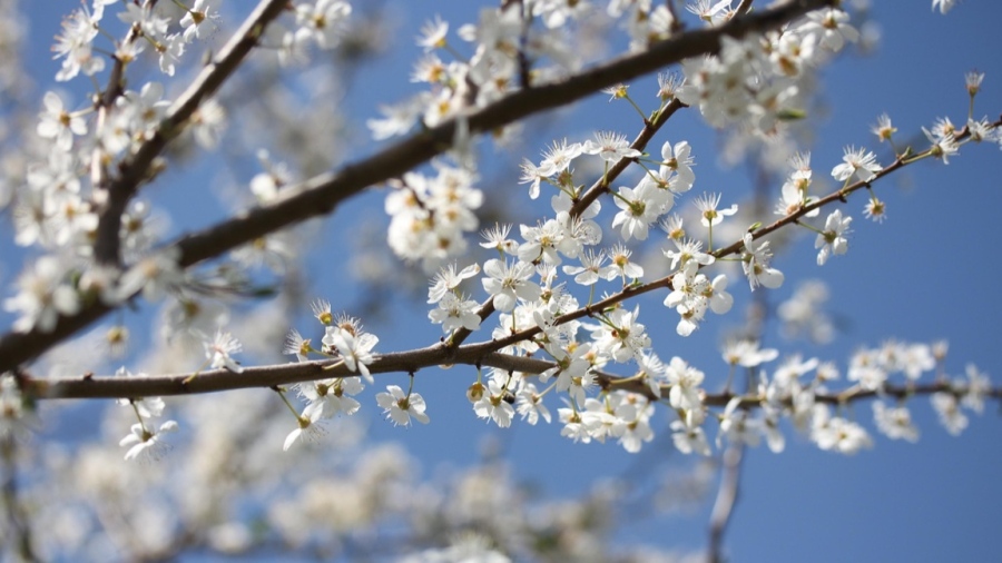 Южен вятър и най-топлият ден за седмицата днес