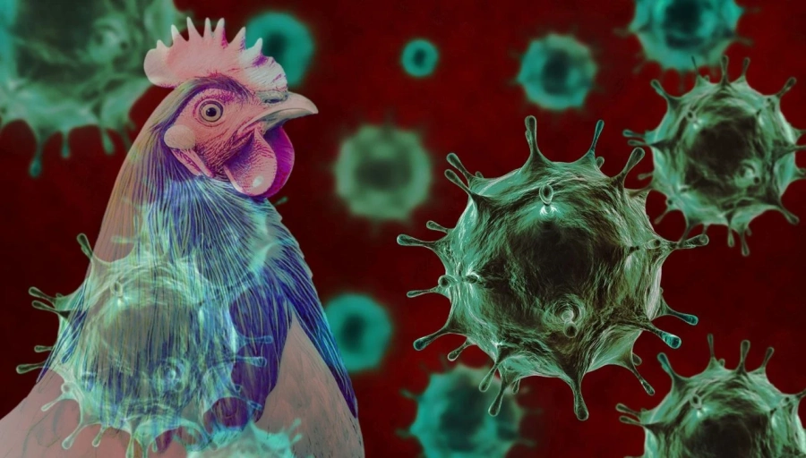 Австралия потвърди първи случай на птичи грип H5N1, вирусът вече е на всеки континент