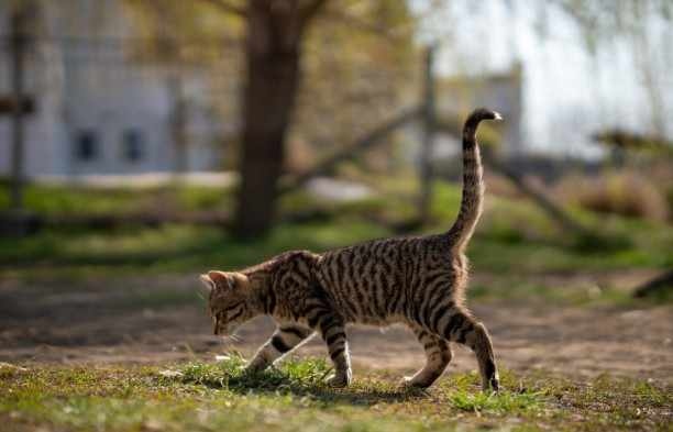 Мъж застреля домашна котка на метри от жена и малкото ѝ дете в Айтос